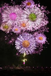 Daisy Fireworks